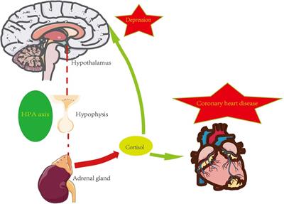 Cardiovascular disease and depression: a narrative review